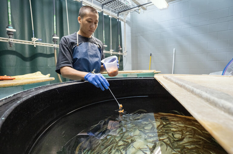 As salmon in Alaska plummet, scientists home in on a killer