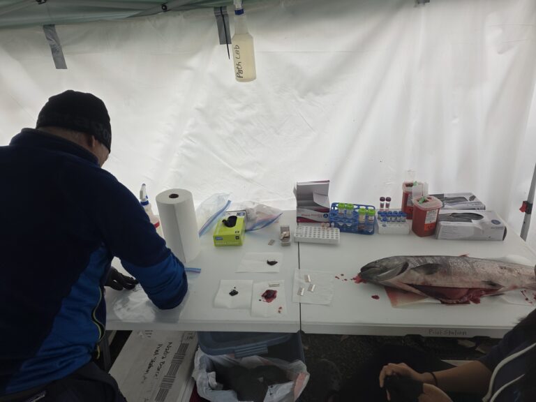 FAST Lab’s Latest Salmon Research