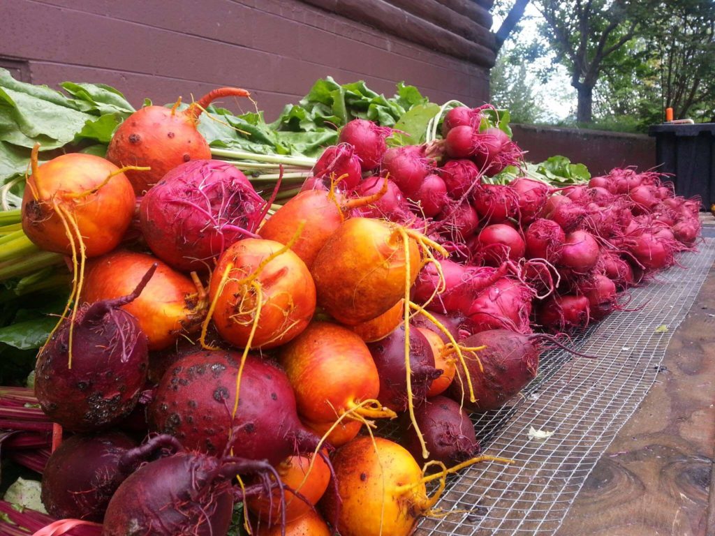 A pile of freshly harvested beets with green leaves, displayed on a table.