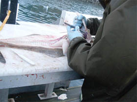 Collecting heart sample from a Pacific Halibut