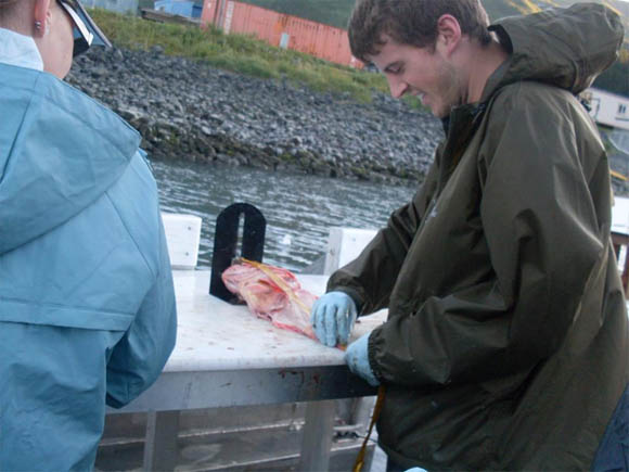 Brad Tyler measuring the length of a Rockfish