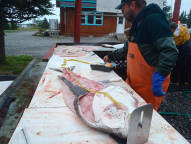 Willie Dunn from the Alaska Department of Fish and Game measures the fork length of a Pacific halibut in Deep Creek, Alaska