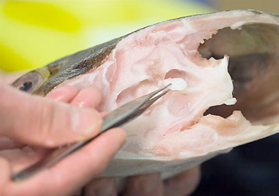 Removing the right sagittal otolith from a Pacific halibut for aging, photo by Carol Gering, University of Alaska