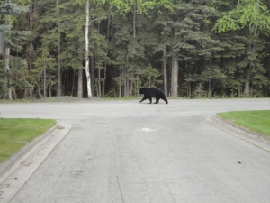 Black bear on another road.