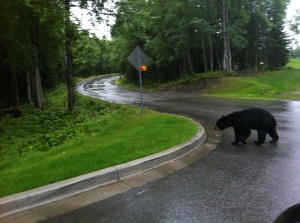Black bear on road.