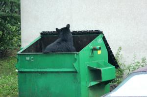 Black bear foraging in dumpster.