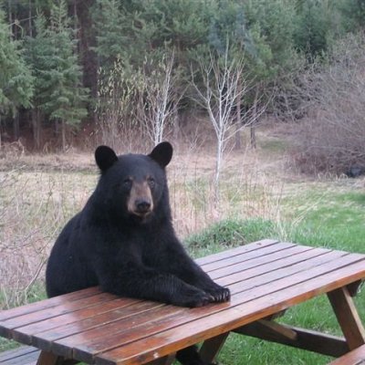 Black bear sitting at picnic table.
