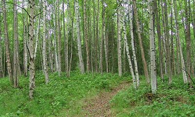 The Jim Mahaffey Trail System through the Birch Trees
