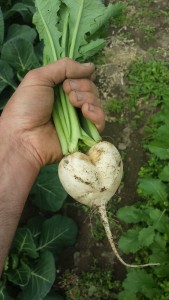 hand and turnip