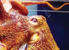 Gemini, the Giant Pacific Octopus in her tank.