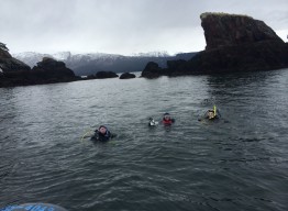 Divers at the Kachemak Bay Research Reserve