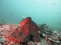 Octopus on the ocean floor.