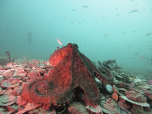 Octopus on ocean floor.