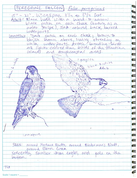 Peregrine Falcon Log