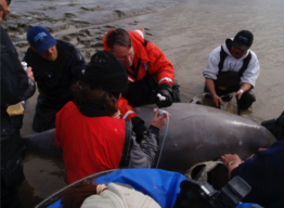 Researchers stuying a Bristol Bay beluga.