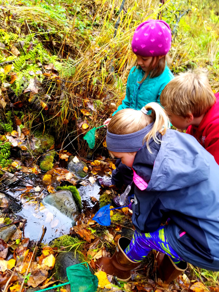 Kellogg Field School students exploring aquatic invertebrates in Spring Creek