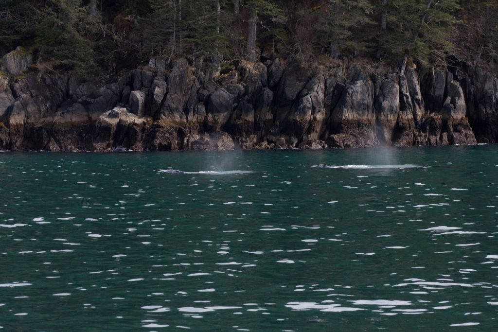 Whales in Prince William Sound