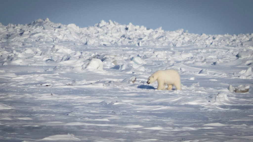 A polar bear roams the frozen ocean just outside the town.