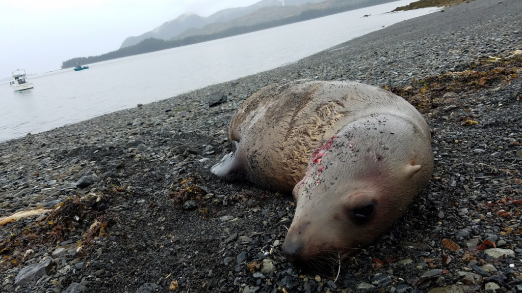 Sea lion harvested for subsistence.