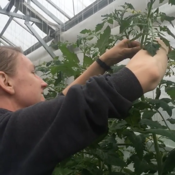 Student pruning and training  gigantic tomato plants at the UAF Experiment Farm