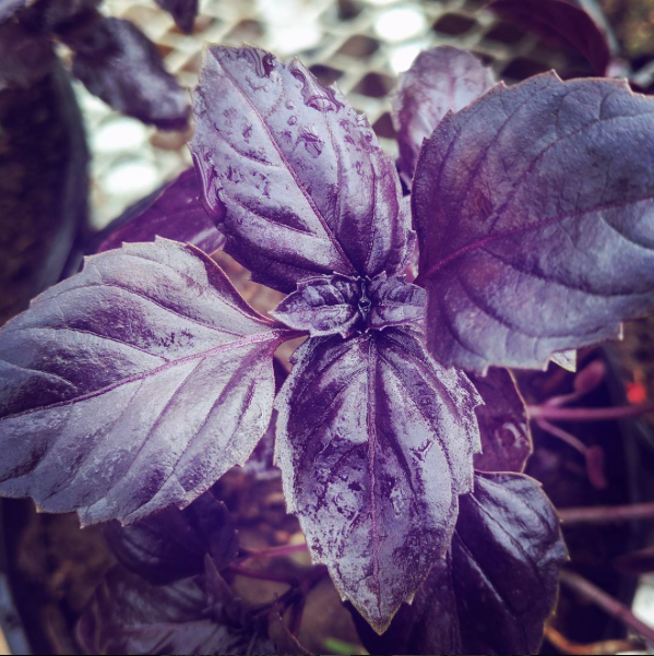 Purple basil.