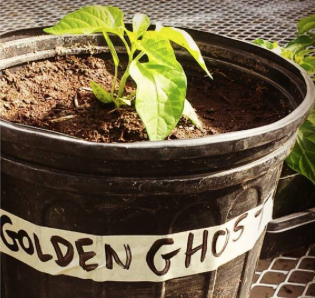 Golden Ghost tomato plant
