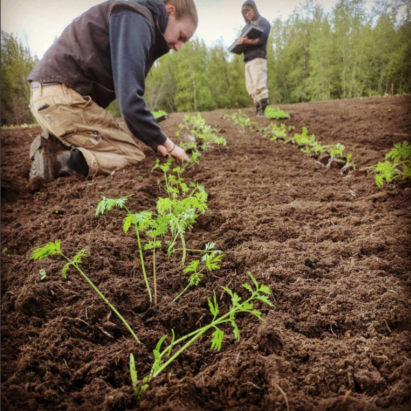 Farm Assistant Phoebe and Farm Manager Joshua transplanting carrots. These two have been in the field the last few weeks prepping the soil and getting crops planted for the upcoming APU Farmers Market and CSA shares.