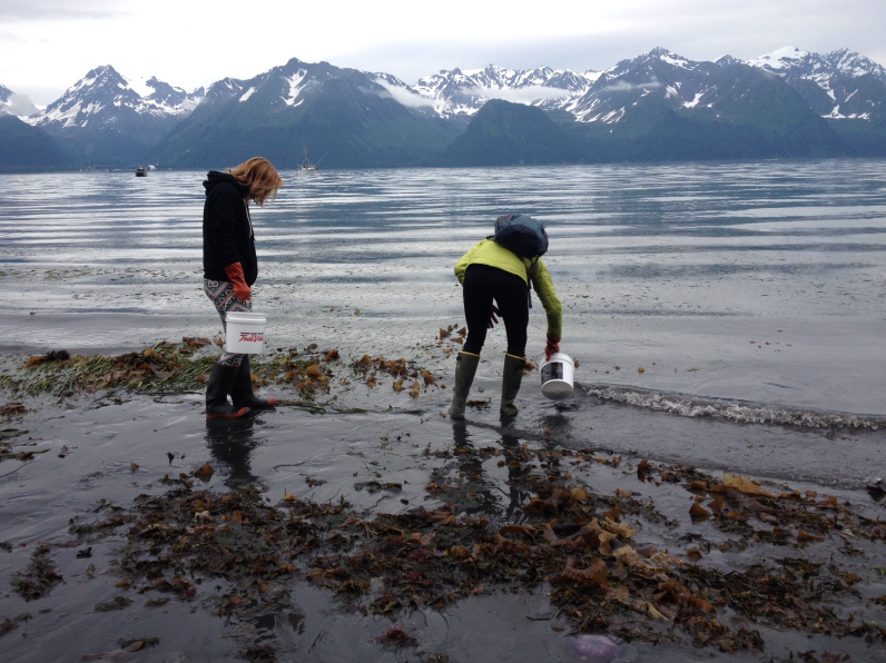 Tide pooling in Seward, Alaska