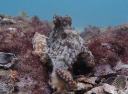 Octopus underwater.