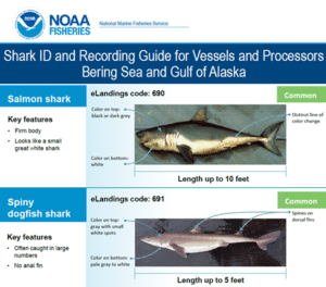NOAA shark ID guide