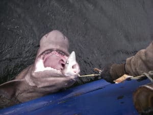 shark eating dogfish shark on hook