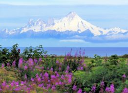 fireweed meadow with mountain in background