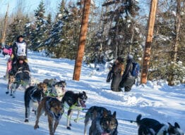 Photobook: Lookout Cookout event at APU offers a great view of the 51st ceremonial start of the Iditarod Featured Image