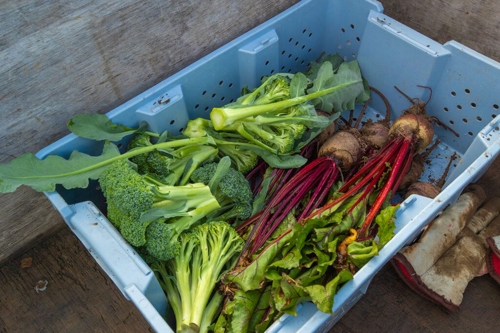 basket with beets and broccoli