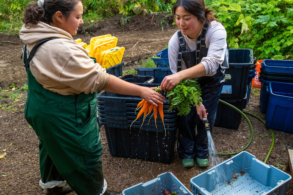 students washing carrots