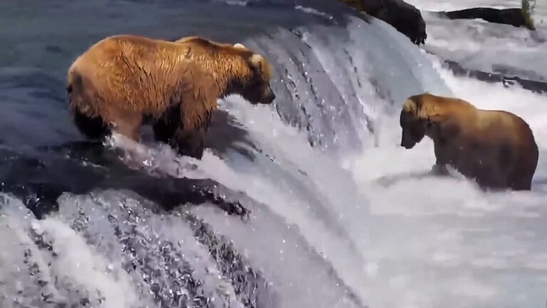 AI system tracks Alaska brown bears without collars or genetic testing