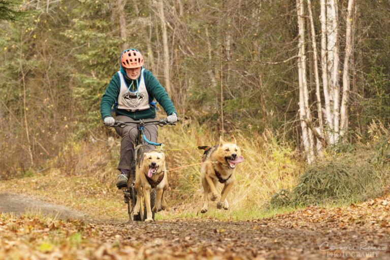 A person rides a bike on a trail, pulled by two running dogs, with trees and autumn foliage in the background.