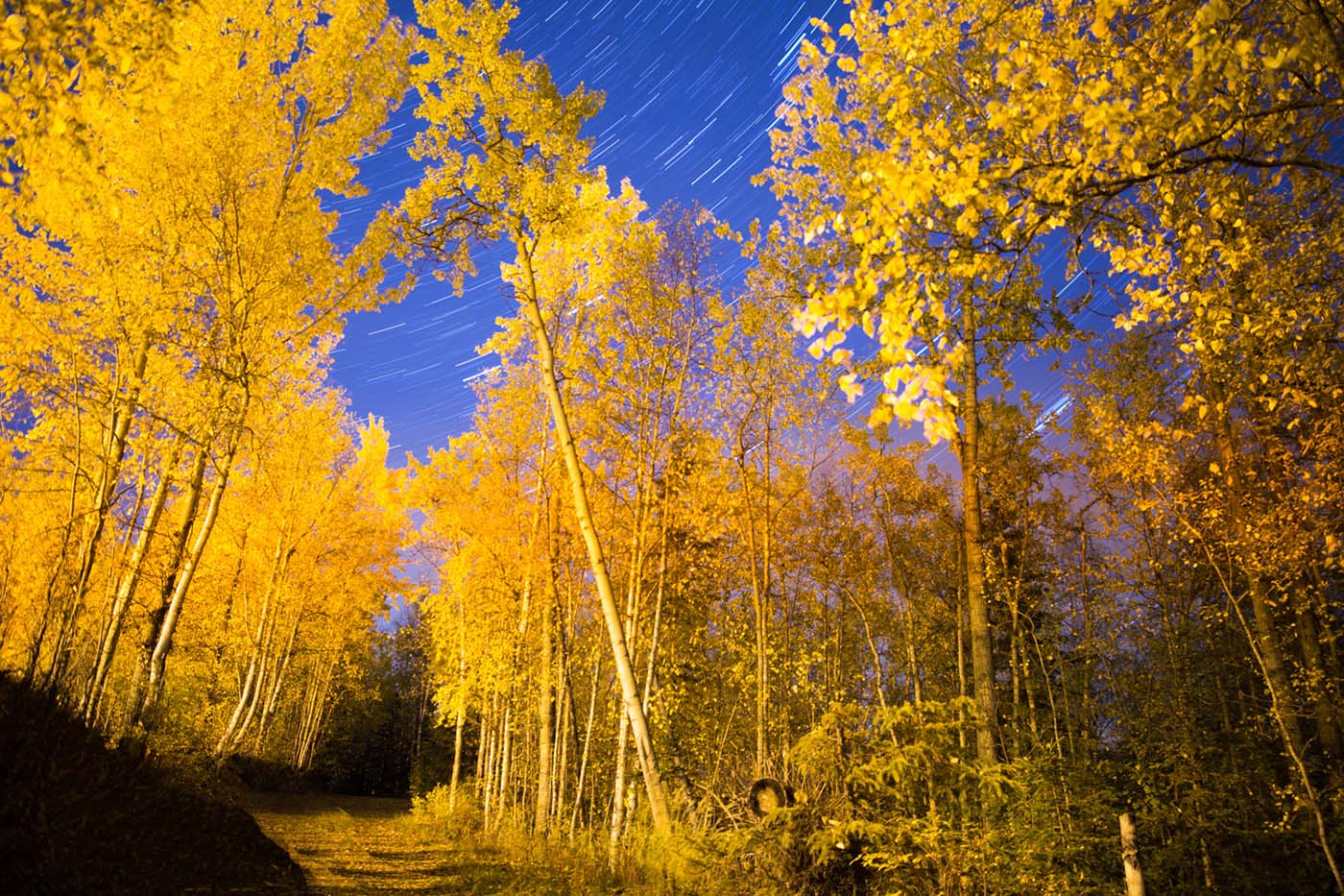 Night scene of a forest with tall yellow-leaved trees under a starry sky with visible star trails.