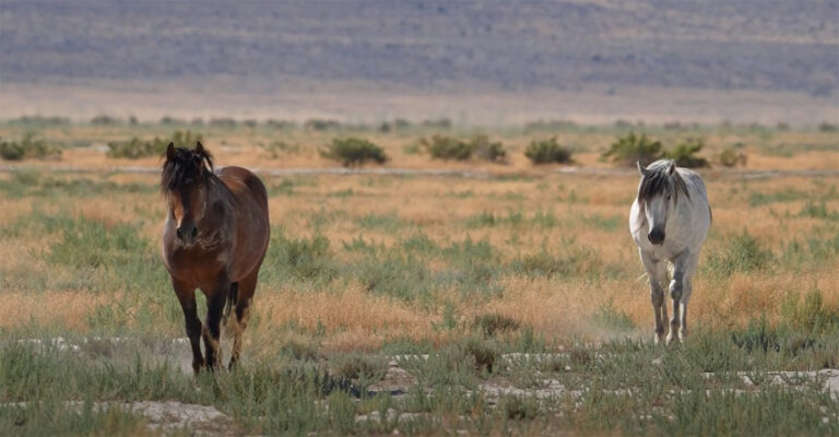 Two wild horses, one brown and one white, standing on a grassy plain with mountains in the distance.