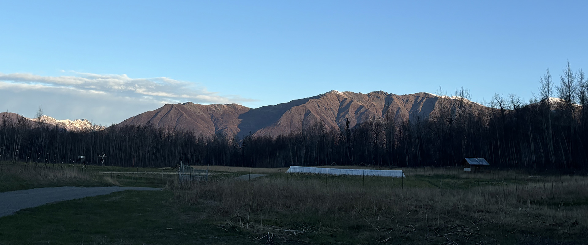 A scenic view of snow-capped mountains with a forest of bare trees in the foreground and a clear blue sky.