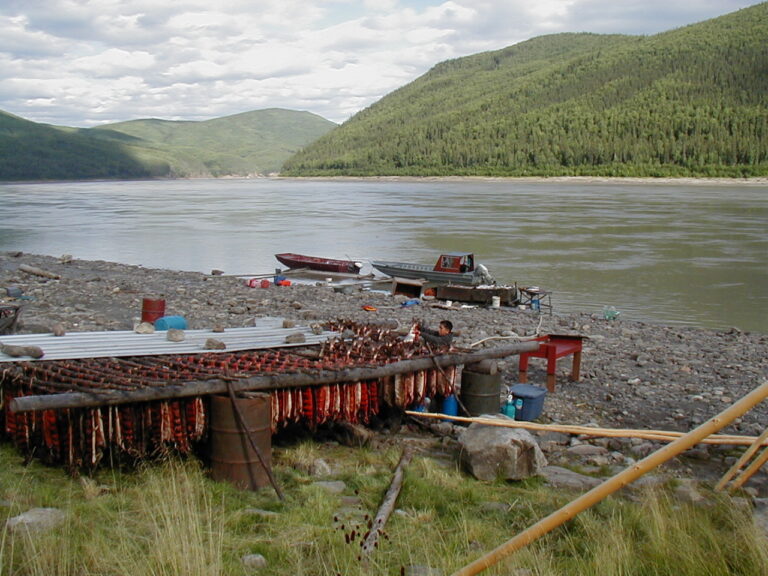 A parasite that thrives in warm conditions adds to Yukon River salmon woes
