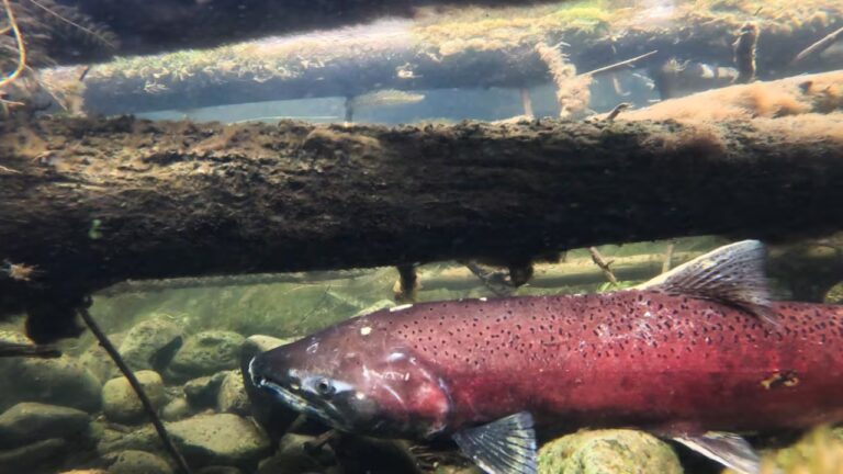 Just how deadly could a parasite be to Yukon River chinook salmon? U.S. biologists are trying to find out
