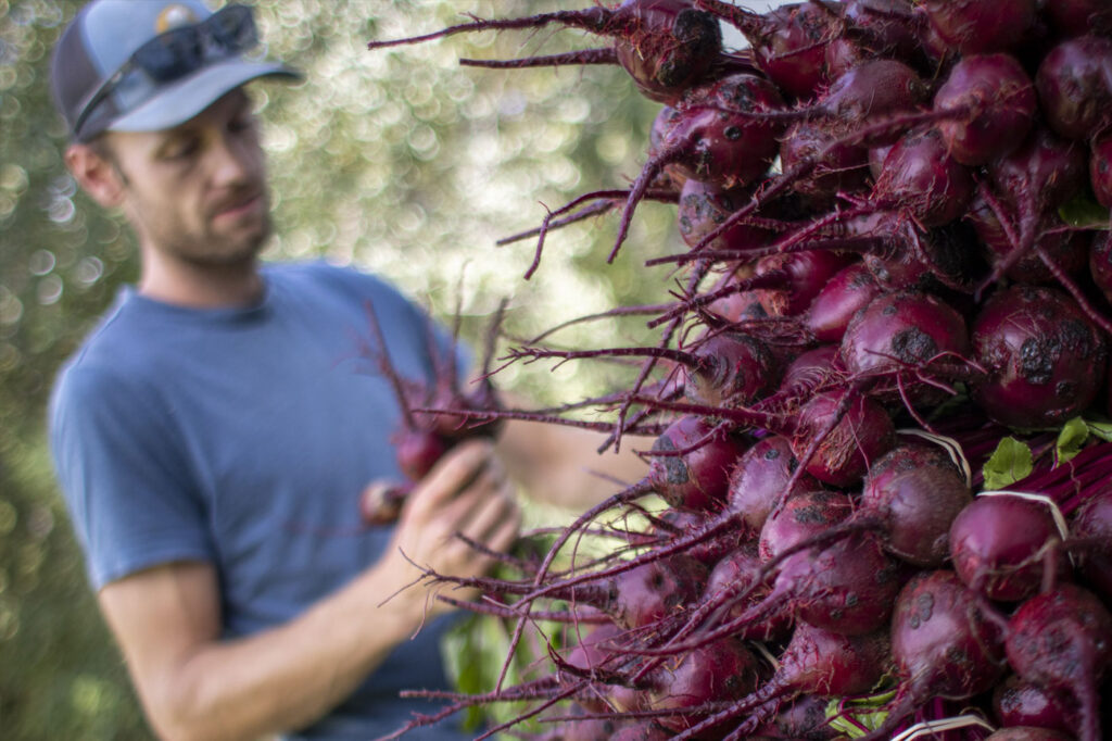 A bunch of freshly harvested red beets with roots, held by a person in a blue shirt, with a blurred green background.